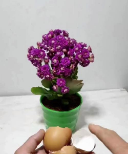 鸡蛋壳可以养什么花 鸡蛋壳可以养什么花