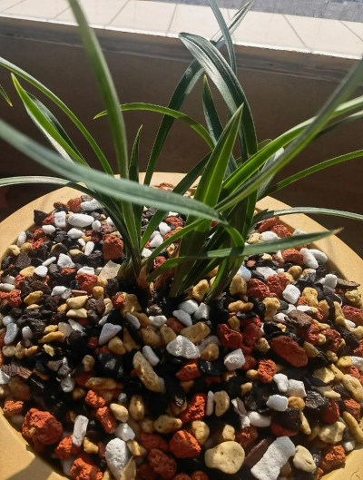 兰花换盆用什么土好 兰花换盆用什么土好