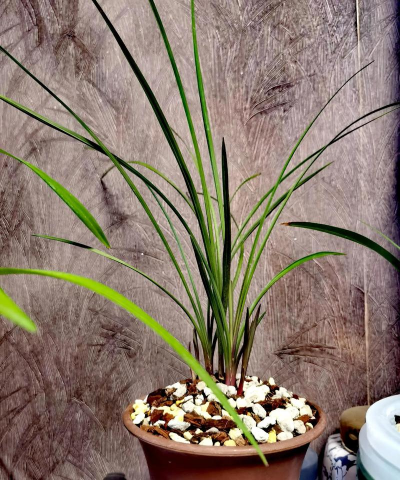 什么花好靓但很难养 什么花好靓但很难养