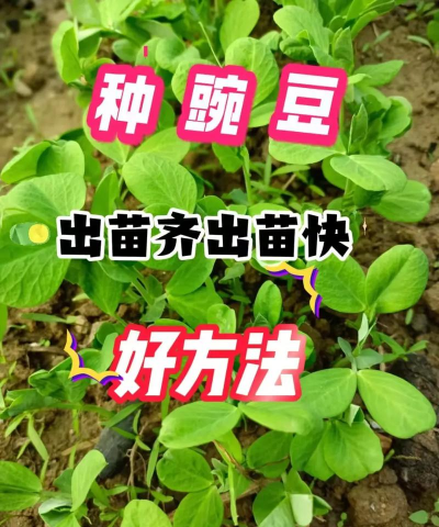 矮豌豆怎么种植 矮豌豆怎么种植