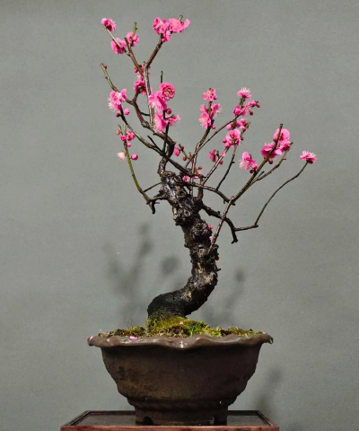 梅花适合什么样的土 梅花适合什么样的土