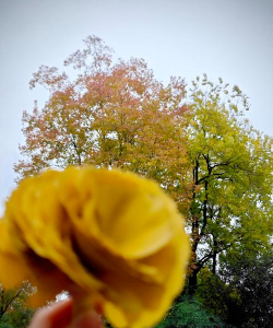 落叶后开的花有哪些花 落叶后开的花有哪些花