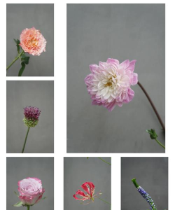 名字很帅的花有哪些花 名字很帅的花有哪些花