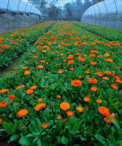 地里适合种的花有哪些花 地里适合种的花有哪些花