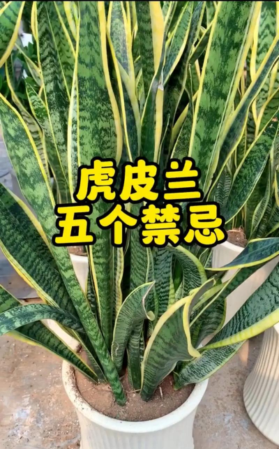 虎皮兰为什么长得慢呢 虎皮兰为什么长得慢呢