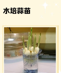 水管怎么种植蒜苗 水管怎么种植蒜苗