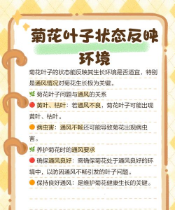 怎么种植菊花叶 怎么种植菊花叶