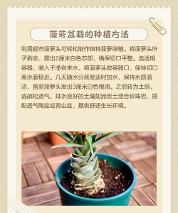 菠萝怎么种植出来 菠萝怎么种植出来