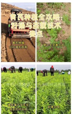 黄芪种苗怎么种植 黄芪种苗怎么种植