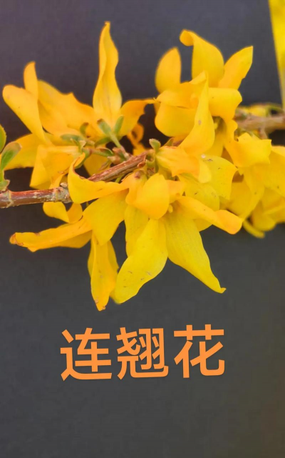 连翘花为什么忘记了季节 连翘花为什么忘记了季节