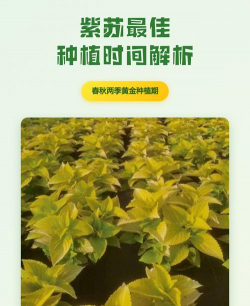 紫苏什么时候种植最合适 紫苏什么时候种植最合适