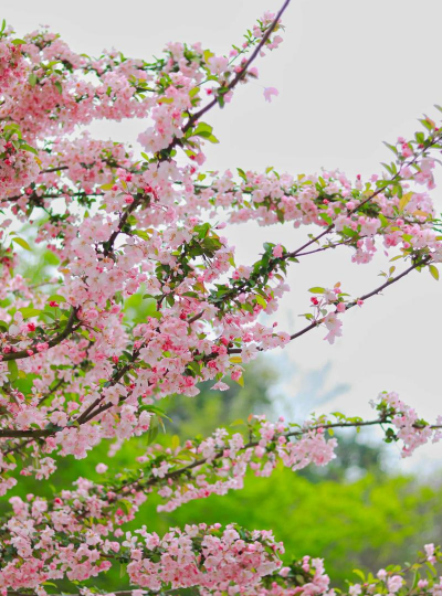 花在春天开放有什么花 花在春天开放有什么花