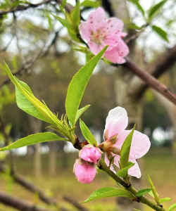 桃花的样子是什么形状的 桃花的样子是什么形状的