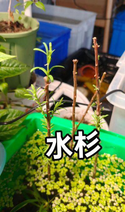 水杉鱼缸怎么种植 水杉鱼缸怎么种植