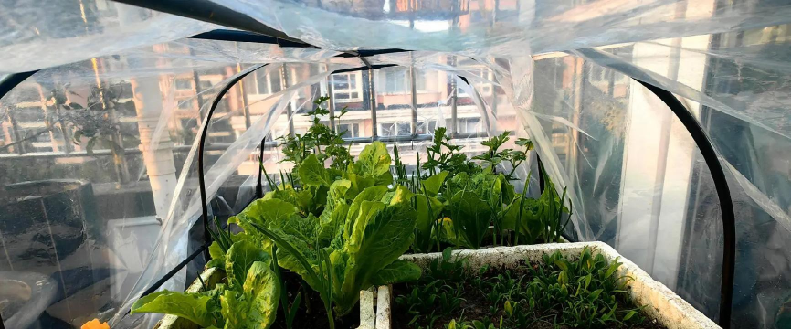 过冬菠菜怎么种植 过冬菠菜怎么种植