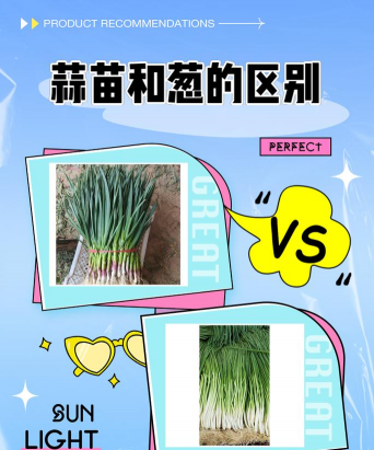 蒜葱怎么种植 蒜葱怎么种植