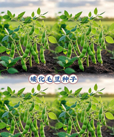 毛毛豆怎么种植 毛毛豆怎么种植