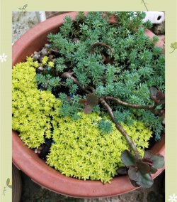 怎么种植黄金草 怎么种植黄金草