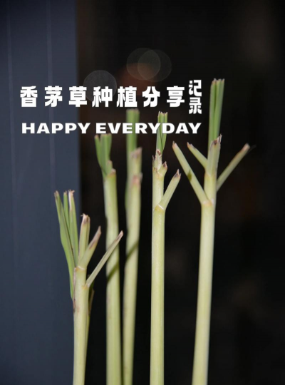 香茅怎么种植方法 香茅怎么种植方法