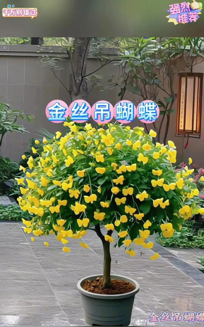 与蝴蝶很像的花有哪些花 与蝴蝶很像的花有哪些花