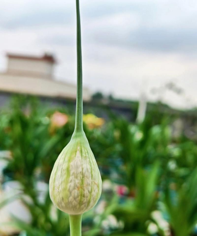 和蒜苗长得像的什么花 和蒜苗长得像的什么花