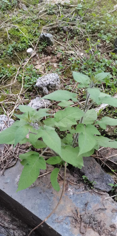 白英树怎么种植 白英树怎么种植