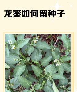 龙葵种子怎么种植 龙葵种子怎么种植