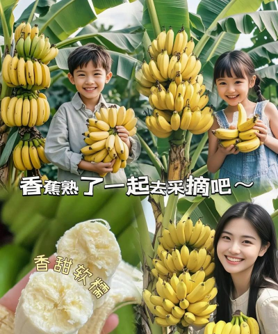 香蕉怎么种植 出来 香蕉怎么种植 出来