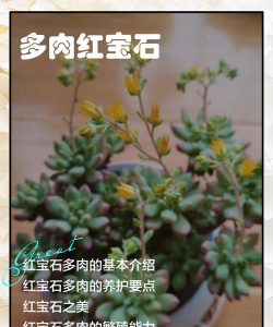 红宝石多肉有什么寓意 红宝石多肉有什么寓意