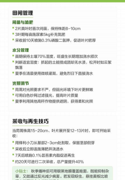 夏季怎么种植茼蒿 夏季怎么种植茼蒿