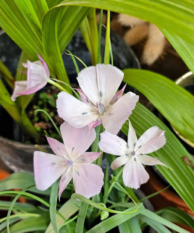 好养活的小众花有哪些花 好养活的小众花有哪些花