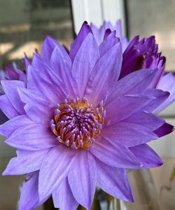 睡莲花什么条件下开花 睡莲花什么条件下开花