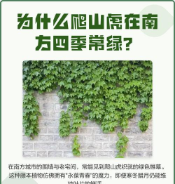 爬山虎为什么会攀爬 爬山虎为什么会攀爬