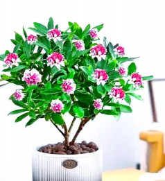 瑞香是一种什么花 瑞香是一种什么花