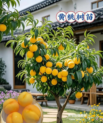 怎么种植黄果树 怎么种植黄果树