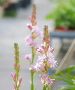 夏天晚上开的花有哪些花 夏天晚上开的花有哪些花