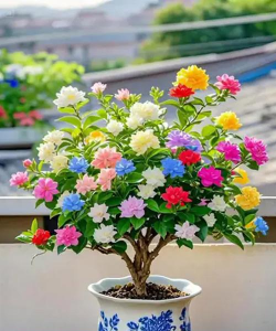 盆栽有哪些花很香的花型 盆栽有哪些花很香的花型