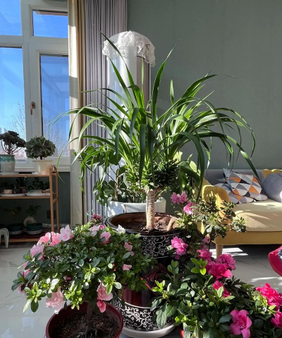 不开花的植物靠什么繁殖 不开花的植物靠什么繁殖