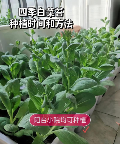 种菜苔怎么种植 种菜苔怎么种植