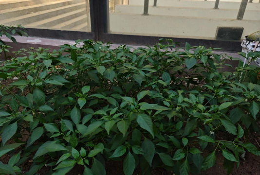 青菜辣椒怎么种植 青菜辣椒怎么种植