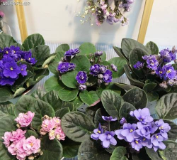 不需晒太阳的花有哪些花 不需晒太阳的花有哪些花