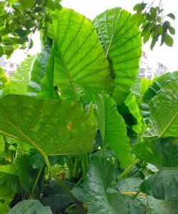 滴水观音叶子长什么样 滴水观音叶子长什么样