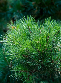 松树上面的叶子叫什么 松树上面的叶子叫什么