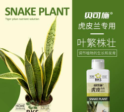 虎皮兰用什么肥料长得高 虎皮兰用什么肥料长得高