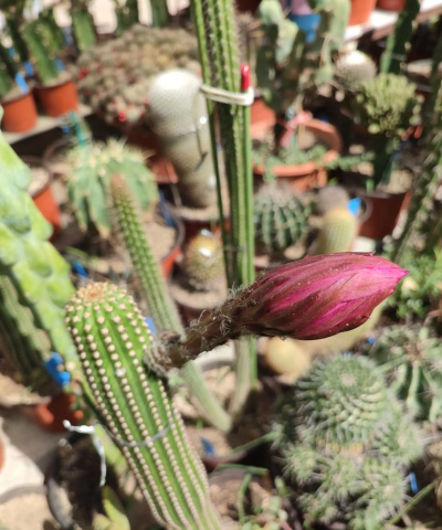 早上傍晚开的花有哪些花 早上傍晚开的花有哪些花