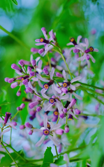 能代表苦恋的花有哪些花 能代表苦恋的花有哪些花