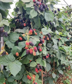 树莓怎么种植技术 树莓怎么种植技术