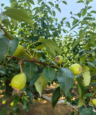 莱阳梨怎么种植 莱阳梨怎么种植