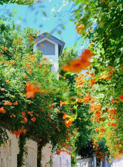 小巷里常见的花有哪些花 小巷里常见的花有哪些花