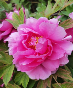 洛阳牡丹节的花有哪些花 洛阳牡丹节的花有哪些花